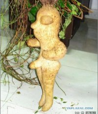 Редиска и хрен.Ни на что не похожи!