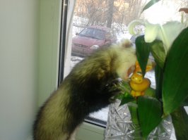 Не моё,но очень понравилось:
За что любить хорёчков..?? Да, в общем-то, вы правы… 
За стыренные тапки, царапки на руках? 
За лужу под столом, куда босая встала… 
За то, что в выходной не выспаться никак? 
А может быть за то, что им вот безразличен 
И твой размер груди, да и любой размер…
 Насколько ты умен, успешен и приличен…
 Сантехник ли, актер, иль бомж ты, например…
 За то, что без тебя не ест и не играет,
 И в гамачке свернувшись тихо спит 
За то, что лишь тебе безмерно доверяет 
Игрушку да и жизнь – захочешь – на, бери…
 Сорвешься на хорька, ведь жизнь – такое дело… 
А он не закричит, не вспомнит всех обид… 
А смотрит на тебя, как будто бы жалея 
Тебя, тебе ведь плохо… И сразу все простит…
 Несет любимый мяч и носиком толкает,
 Мол, не грусти хозяйка, все будет хорошо… 
И знаешь , что смешно? Что это помогает… 
А в общем-то и правда… Действительно, за что?