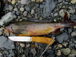 elmax + карелка - удобный походный ножик. Хватает рыбку почистить, сала порезать: