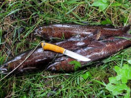 elmax + карелка - удобный походный ножик. Хватает рыбку почистить, сала порезать: