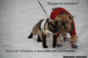 Cобаки, которые понятия не имеют о личном пространстве