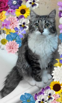 у меня котейка похожая, только чуть взрослее