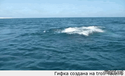 Потрясающие кадры - бесстрашный тюлень на спине кита