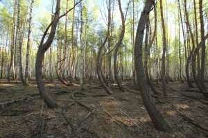 У меня под Рязанью на родине такой же