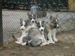 Ладно, ладно - не психуй! Вот...