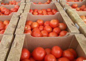 Первый раз вижу чтоб помидоры насыпали прямо в самосвал!и сомнительно,что упаковку растащили раньше самих помидор),обычно это выглядит так!