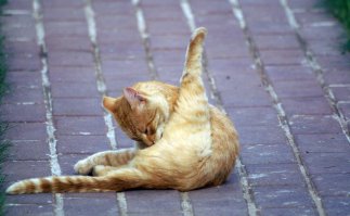 Когда коту делать нечего....