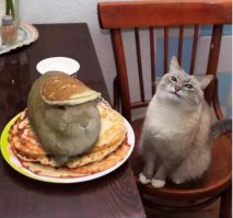 Нормальный такой завтрак кот себе замутил, блины с крольчатиной.