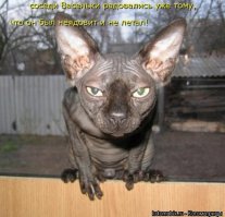 Ликой: кошки — оборотни