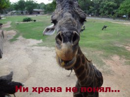 27 очаровательных товаров, которые просто необходимы тем, кто любит жирафов