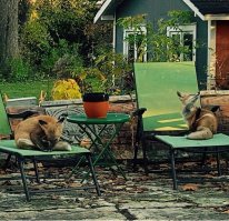 Вот сучки нахальные