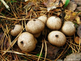 Медвежий табак отдыхает