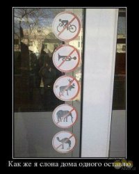 Наш магазин! С медведем - можно!