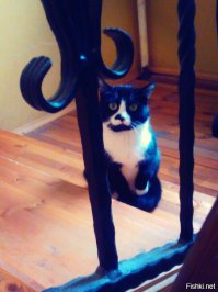 ... я понял кто гадит в мои тапки!!!! 
Реинкарнация однако