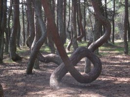 Зачем нам Польша?) Пьяный (танцующий) лес на Куршской косе не хуже