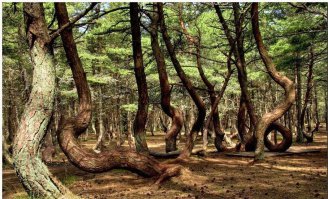 Вот Россия:
В Рязанской области, вблизи села Тырново, у берега Оки расположен Пьяный лес: