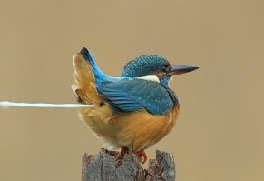 Теперь я понял смысл конфет "Птичье молоко" :)