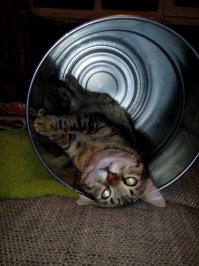 А вот наш подобрашка. Это уже третий кот, всегда все с улицы прибивались, породистых не брали