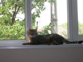 А вот наш подобрашка. Это уже третий кот, всегда все с улицы прибивались, породистых не брали
