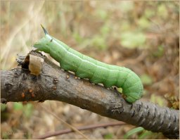 это бабочка-бражник, а вот её гусеница