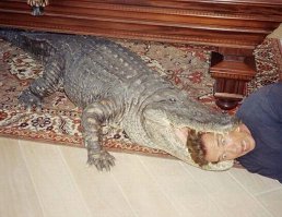 тут явно что то одно не настоящее.Или Арни, или крокодил.
Так не может быть.;)