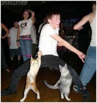 котов не хватает...