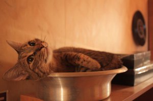 коротко о главном в двух фотографиях нашей коти, спасенной из подвала 4 года назад. радостно видеть как много подобных примеров!