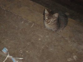 коротко о главном в двух фотографиях нашей коти, спасенной из подвала 4 года назад. радостно видеть как много подобных примеров!