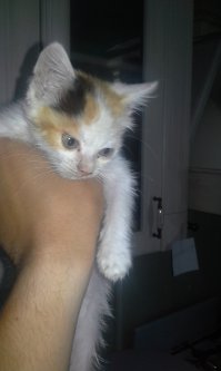 В июле этого года подобрал в подъезде мелкое-блохастое-больное существо... Слабый, больной котенок, бежал (как потом оказалось - бежалА :) ) ко мне, пищала так, что у меня чуть сердце не остановилось. Потом было долгое лечение всяких хворей и т.д...
Сейчас Тори - вечный неунывающий двигатель, охотница на плюшевых мышей :)
Вот фото тогда и сейчас: