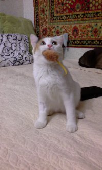 В июле этого года подобрал в подъезде мелкое-блохастое-больное существо... Слабый, больной котенок, бежал (как потом оказалось - бежалА :) ) ко мне, пищала так, что у меня чуть сердце не остановилось. Потом было долгое лечение всяких хворей и т.д...
Сейчас Тори - вечный неунывающий двигатель, охотница на плюшевых мышей :)
Вот фото тогда и сейчас: