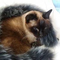 Я уже как то писала тут, тоже нашла свою Люську на помойке. Услышала жалобное мяуканье, смотрю, лежит кошечка сиамская, а возле ушка огромный, белый пузырь. Я её в охапку и к ветеринару, оказалось клещ. Ветеринар сказал ещё бы пару дней и всё, киски не стало бы. Я по тем временам последние деньги отдала за операцию. Потом забрала, думала подлечу и отдам в хорошие руки. С тех пор прошло 12 лет и свою Люську я обожаю. Это настолько благодарное, ласковое существо. Спит только со мной, нужно положить руку, она кладёт на неё голову и нужно укрыть одеялом-)Ушко с тех пор вот такое, лежачее..