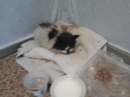 У меня другая история, выходя из тренажерного зала увидел котенка (зал у нас остался со времен СССР, находится он в подвале пятиэтажки)Так как кот мне ненужен, сходил домой, принес блюдечко молока и покушать, и с тяжёлой душой ушел. На следующий день с утречка пошел посмотреть, кушал котенок или нет. Оказалось, что котику реально плохо. Принял решение спасать пушистого. Взял эту грязную, блахастую шкурку и повез к ветеринару. Диагноз, истощение, паразиты, клещи, и большая рана на ноге. Вес 630грамм. Возраст месяц, полтора. Поставили коту физ. раствор, заодно узнали что это кошечка. Принес я ее домой всю такую потрепанную, положил рядом еды, воды, молока, и стал ждать, выживет или нет. Прошло три с половиной недели, после 6 визитов к ветеринару, мытья, усиленной кормежки, вес кошки 1.25кг, рана на ноге зажила.