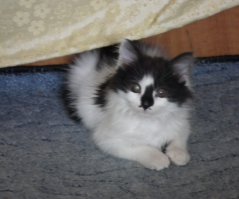 У меня другая история, выходя из тренажерного зала увидел котенка (зал у нас остался со времен СССР, находится он в подвале пятиэтажки)Так как кот мне ненужен, сходил домой, принес блюдечко молока и покушать, и с тяжёлой душой ушел. На следующий день с утречка пошел посмотреть, кушал котенок или нет. Оказалось, что котику реально плохо. Принял решение спасать пушистого. Взял эту грязную, блахастую шкурку и повез к ветеринару. Диагноз, истощение, паразиты, клещи, и большая рана на ноге. Вес 630грамм. Возраст месяц, полтора. Поставили коту физ. раствор, заодно узнали что это кошечка. Принес я ее домой всю такую потрепанную, положил рядом еды, воды, молока, и стал ждать, выживет или нет. Прошло три с половиной недели, после 6 визитов к ветеринару, мытья, усиленной кормежки, вес кошки 1.25кг, рана на ноге зажила.