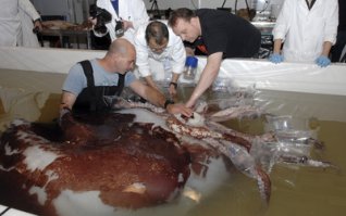 А вот кем они питаются - гигантским и колоссальным кальмарами.