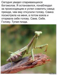 Смешные комментарии из социальных сетей 16.11.15