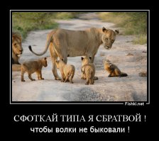 Встреча лиса и львов