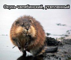 Суровый ловитель щук