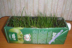 В моей коробке сока живет это ))