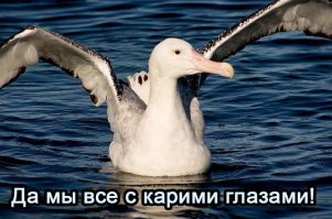 Прикольные комментарии из соцсетей