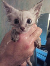 У меня печальная история,вчера в подъезде на картонке лежал котенок,думал мертвый,потрогал он издал звук,был очень холодный обкакался,принес домой,положил рядом с обогревателем,из шприца вливал силком теплое молоко,еще раз под себя покакал.Ближе к вечеру начал ходить,отмыл теплой водой,приехал ветеринар сделал укол антибиотика,дал глистогон.Сказал шансы 50%50.Положил в коробку рядом с обогревателем.Ночью в пять проснулся от его мяуканья,был очень вялый,пытался покормить,через двадцать минут умер у меня на руках.Соседи сказали что пролежал сутки там, на улице минус,походу простудил всё что можно.
Ему было около месяца наверно.
Сегодня похоронил.