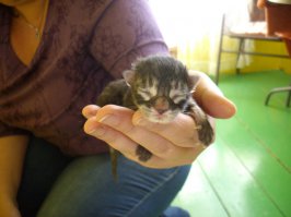 Мой тоже был маленький...на ладони у жены помещался...Но вот, прошёл год и в какого монстра превратился маленький комочек шерсти