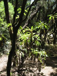 Экскурсия на остров La Gomera - полнейшая туфта! С самого прибытия на Канарские острова гиды начнут Вам рассказывать что все Канарские острова разные и непохожие друг на друга. При этом они всегда упоминают об уникальности острова La Gomera и о растущей там флоре эпохи динозавров и о пресловутом ОГРОМНОМ ОДУВАНЧИКЕ... 
Но вот когда ты уже купил экскурсию гид начинает петь уже другую песню: "Нет ну Вы конечно не ждите что там прямо будет такая растительность как в Юрском периоде ... ". На деле на этой экскурсии вы не увидите практически НИЧЕГО нового. 40 минут на пароме (самая стоящая часть экскурсии), 30-40 минут пробежка по небольшому городку-деревне являющемуся местной столицей, затем долгий подъем вверх на автобусе по серпантину с кучей остановок на обзорных площадках (виды практически идентичные тем что Вы увидите на обзорной экскурсии по Тенерифе), 
40 минут в местном национальном природном парке (здесь Вы наконец увидите тот самый большой одуванчик, который напоминает одуванчик только формой листа, а в остальном это просто что-то вроде кустика, но гид обязательно Вас заверит что вот приезжайте к нам в феврале - тогда он цветет. Кроме одуванчика тут на все вполне обычно или выглядит таковым на взгляд человека не разбирающегося в растениях на уровне ботаника-профессионала), а потом опять спуск по серпантину вниз, обед и паром домой. 
По дороге вверх-вниз у Вас неизбежно будут возникать ситуации когда Вашему автобусу придется разъезжаться на узких горных дорогах со встречным транспортом, ведь тут всего одна полоса, а движение разрешено в обе стороны. В общем, если Вы не упертый фанат-ботаник-любитель экзотических растений, то экскурсия на остров La Gomera (являющаяся самой дорогой из перечисленных) - это пустая трата денег.

P.S. А вот и "одуванчик"...