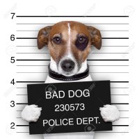 СОБАКА - В ТЮРЬМЕ СИДЯКА!!!