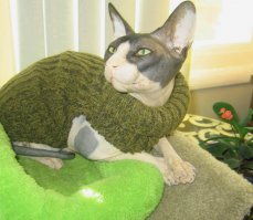 Мой кот в рукаве от старого свитера