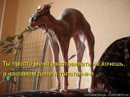 Прикольные картинки с надписями