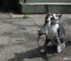 "Мышка" охотится на кошку (1 фото)