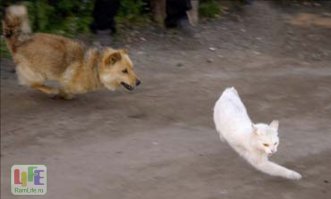 Собака охотится на кошку (1 фото)