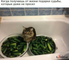 Опасные огурцы, пугающие котов