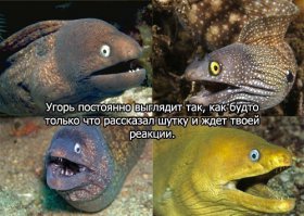 Это мурена, ихтиолог куев.