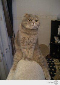 Котики это всегда +++